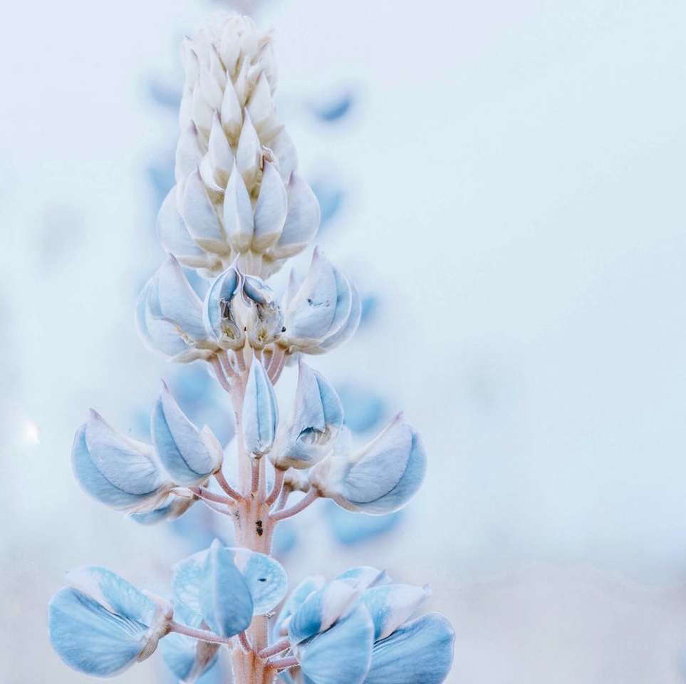 krásná modrá květinka puzzle en ligne