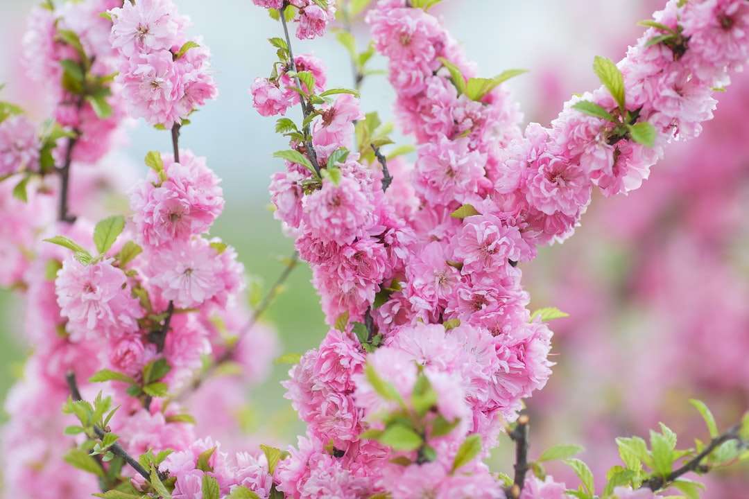 розовые цветы в тилт-шифт объективах пазл онлайн