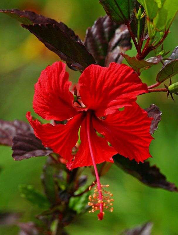 κόκκινο λουλούδι ιβίσκου online παζλ