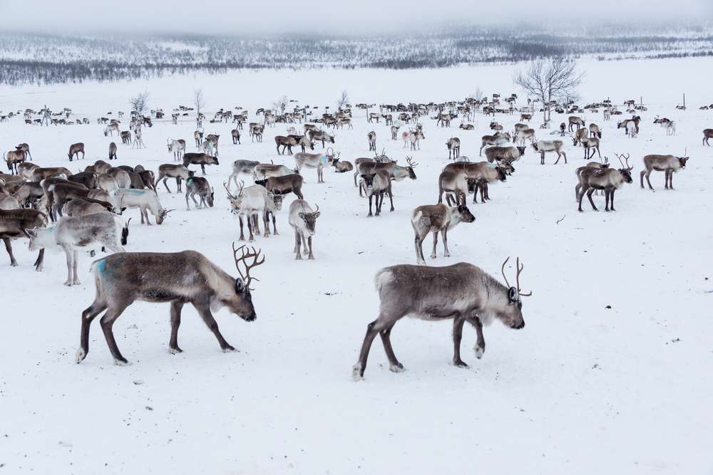 стадо северни елени във Финландия онлайн пъзел