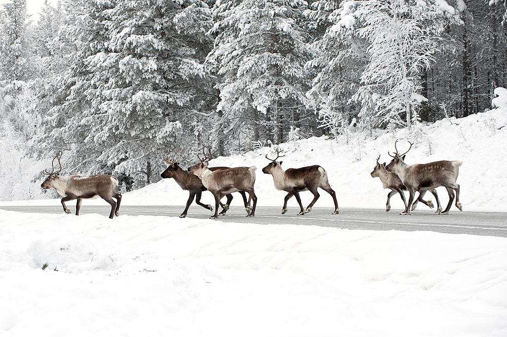 invierno en Laponia rompecabezas en línea