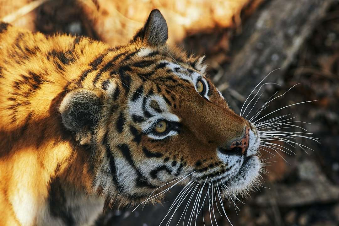 brauner und schwarzer Tiger, der auf braunem Felsen liegt Puzzlespiel online