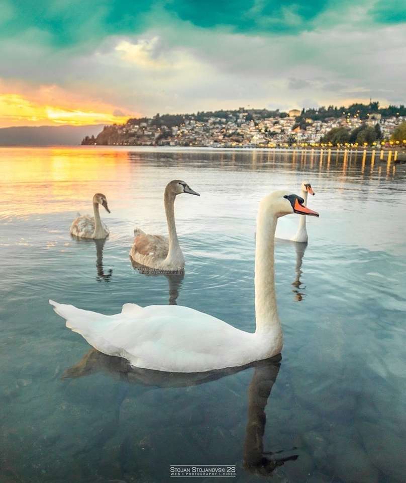 Labutě v Ohridu skládačky online