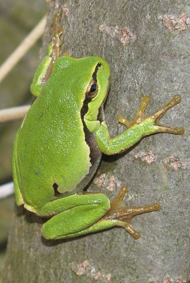 Європейська деревна жаба онлайн пазл