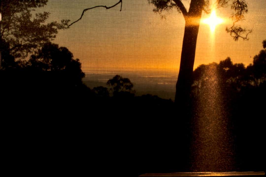 silhueta das árvores durante o pôr do sol puzzle online