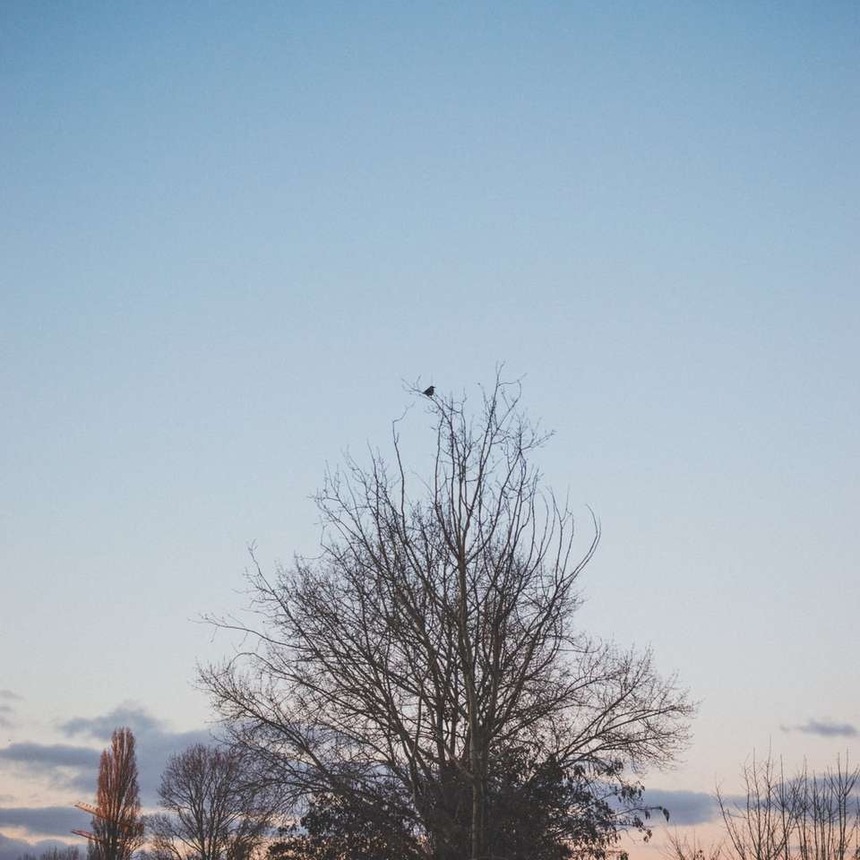 bladlöst träd under blå himmel under dagtid Pussel online