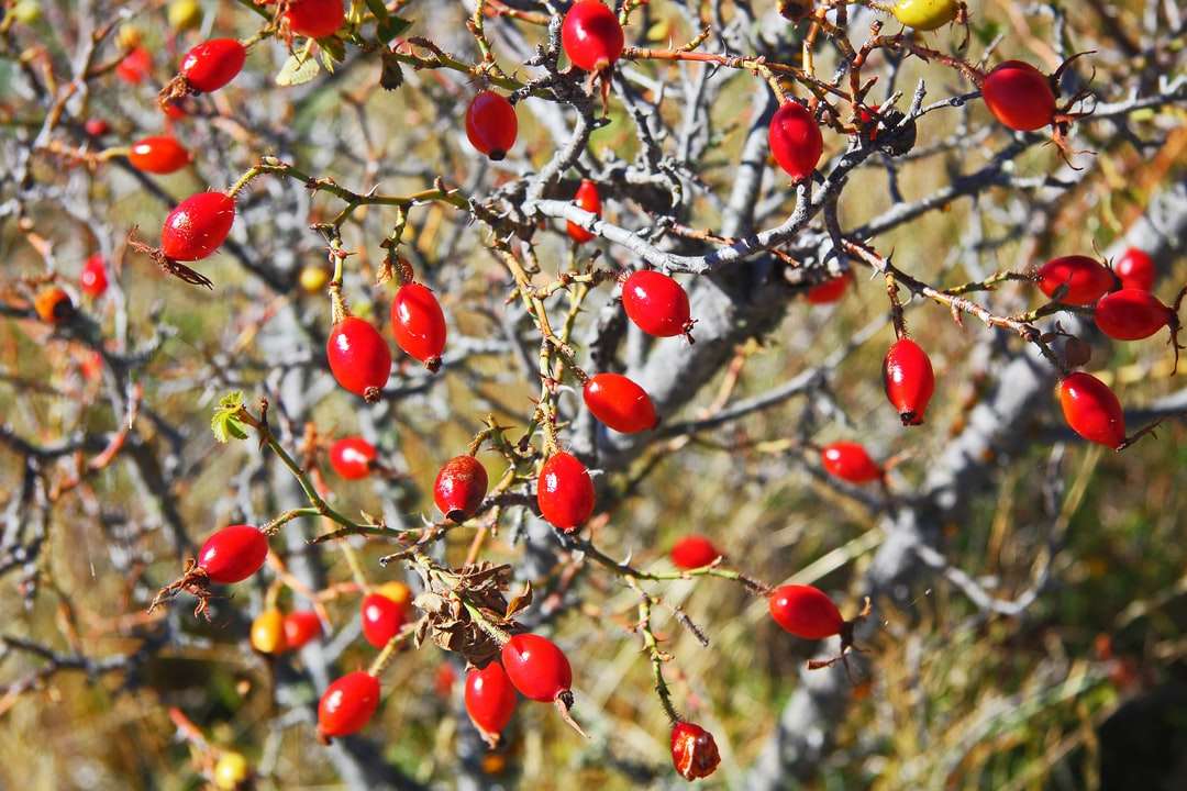 röda runda frukter på träd under dagtid Pussel online