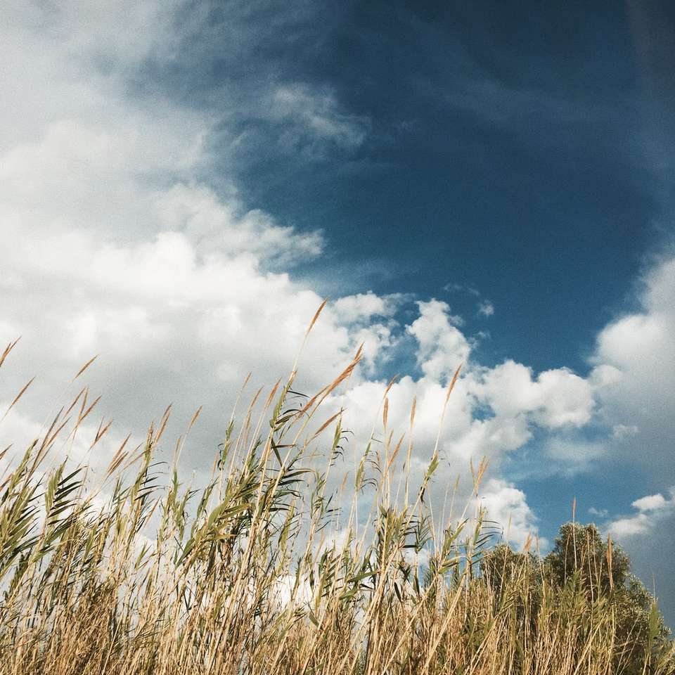 grönt gräs under vita moln och blå himmel under dagtid Pussel online