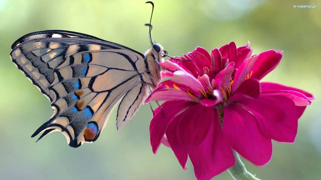 πολύχρωμη πεταλούδα στο λουλούδι παζλ online