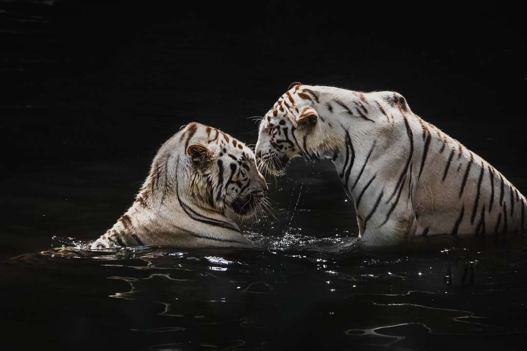fehér tigris napközben a vízen kirakós online