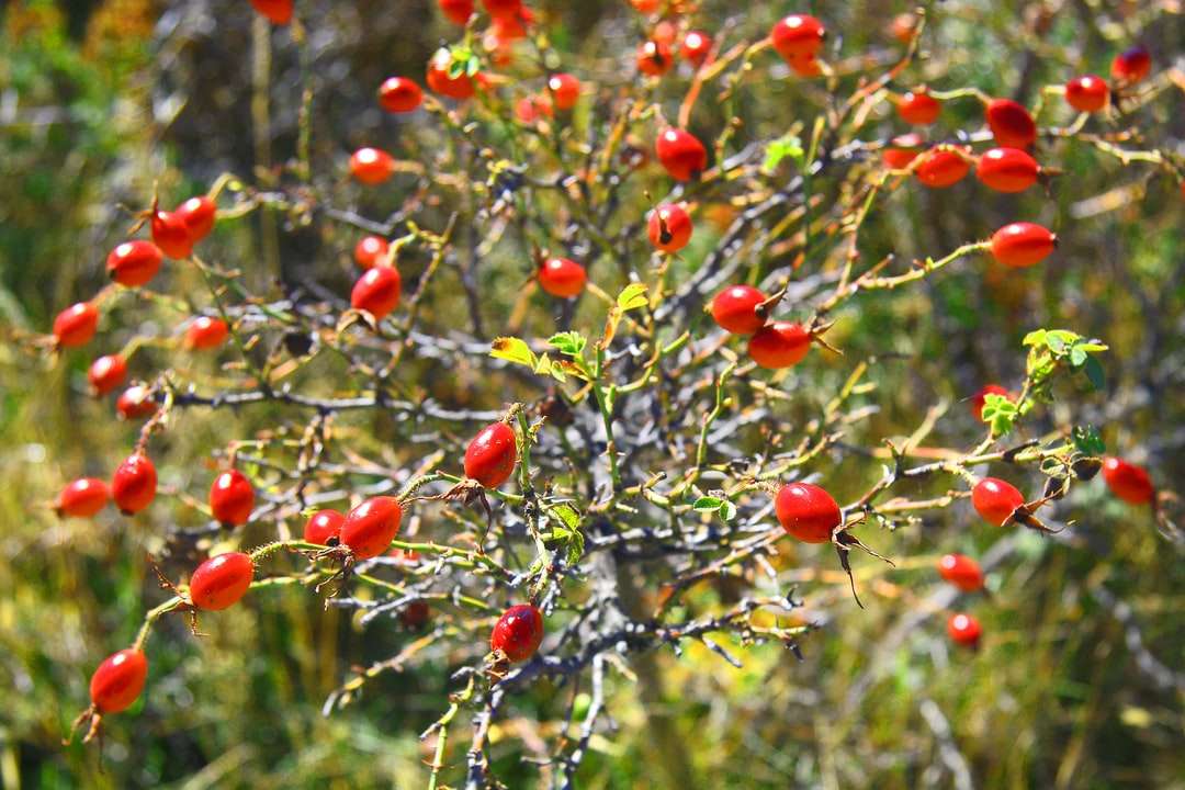 κόκκινα στρογγυλά φρούτα στο δέντρο κατά τη διάρκεια της ημέρας παζλ online