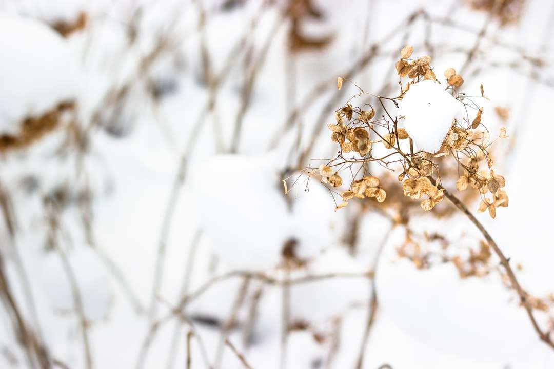 біла квітка на коричневому стеблі онлайн пазл