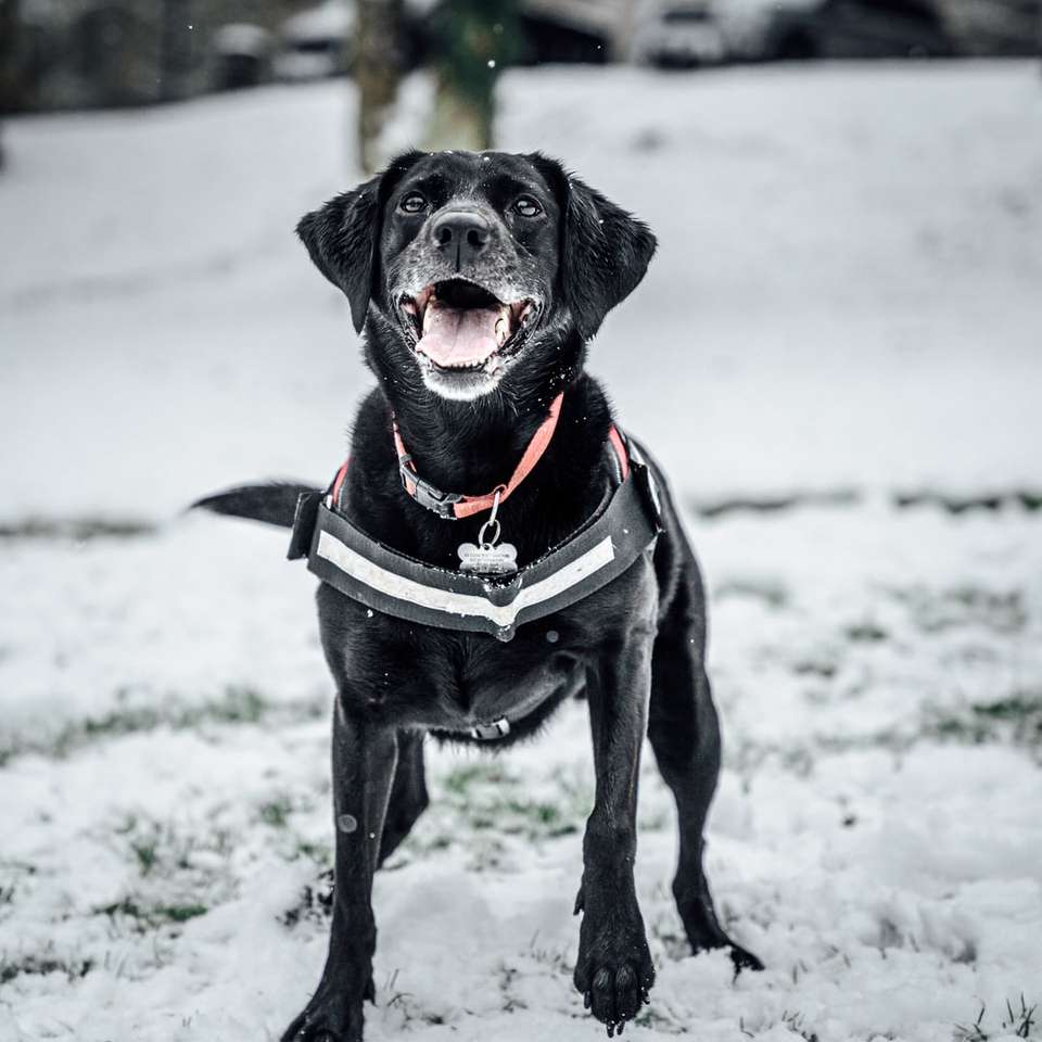 schwarzer Labrador Retriever auf schneebedecktem Boden Puzzlespiel online
