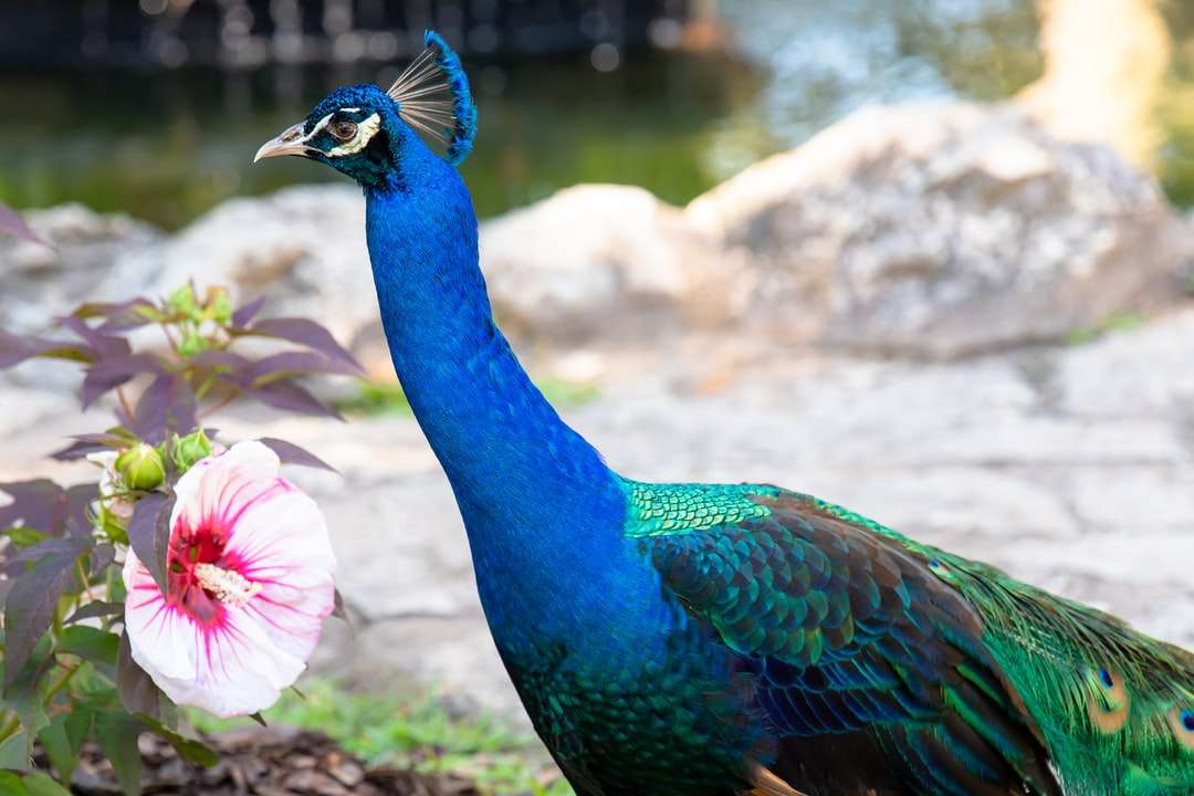 pavão azul em fotografia de perto quebra-cabeças online