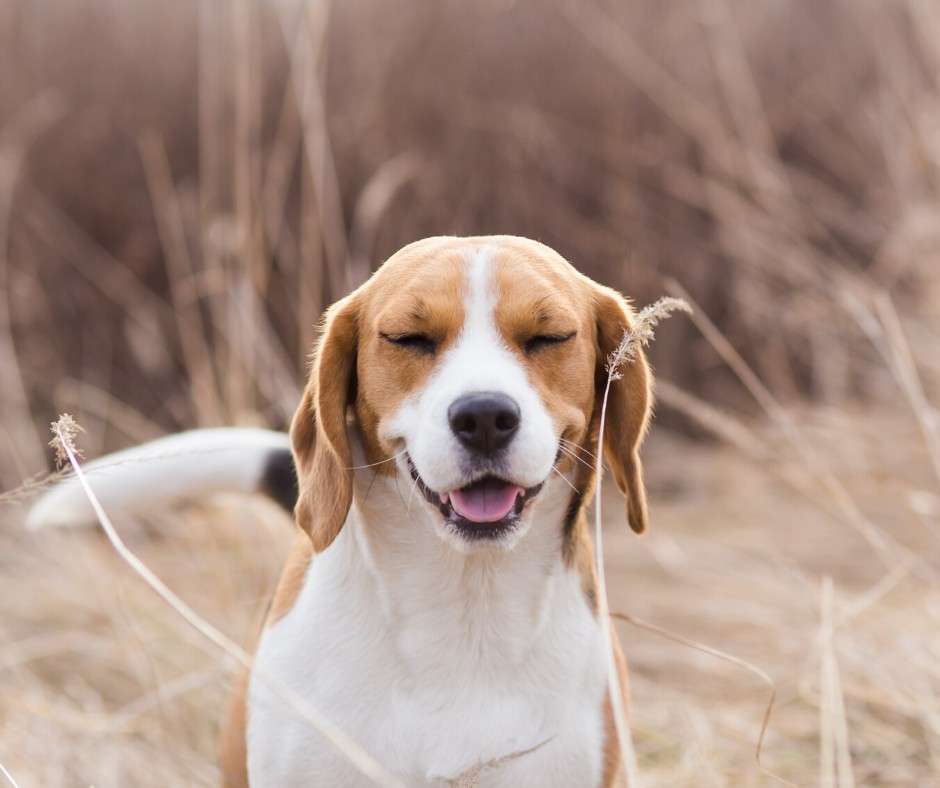 beagle hond loopt legpuzzel online