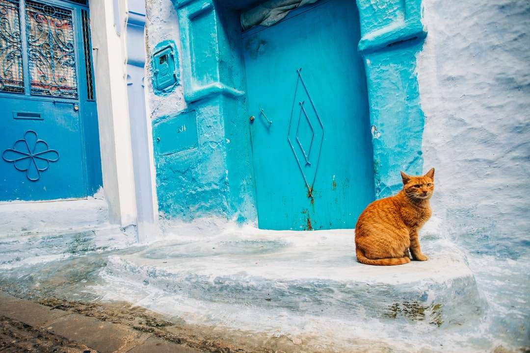 oranje Cyperse kat, zittend op het raam online puzzel