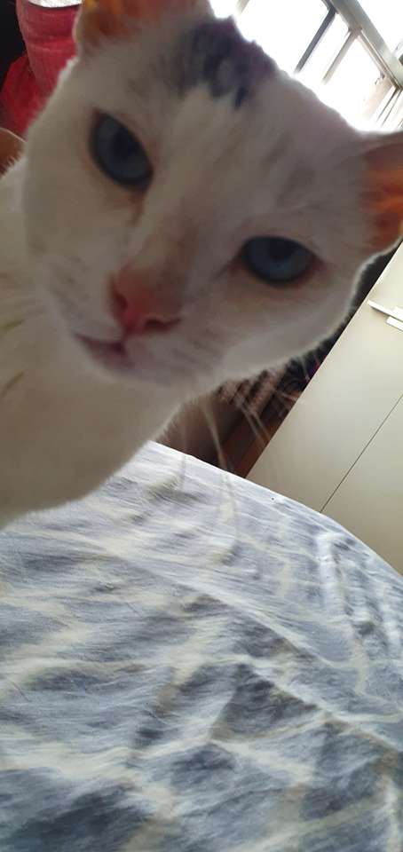 Boris - nejkrásnější kočka ve zrušení online puzzle