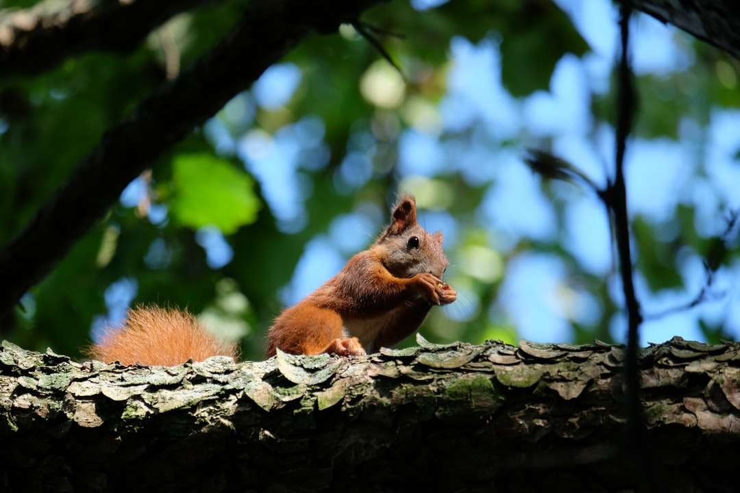 bruine eekhoorn op boomtak overdag online puzzel