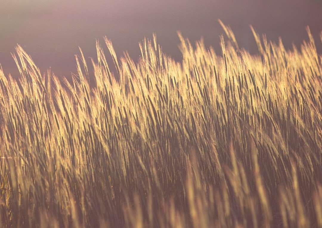pole hnědé pšenice při západu slunce skládačky online