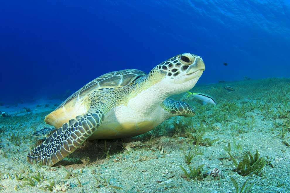 зелена морська черепаха пазл онлайн