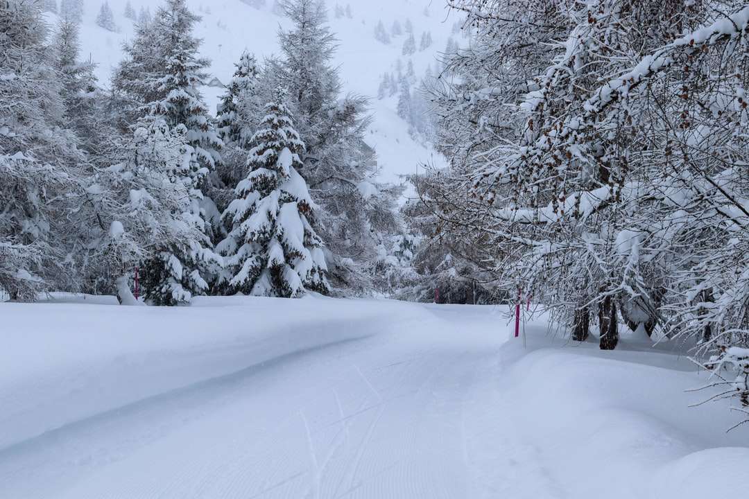 Árboles cubiertos de nieve y carreteras durante el día. rompecabezas en línea
