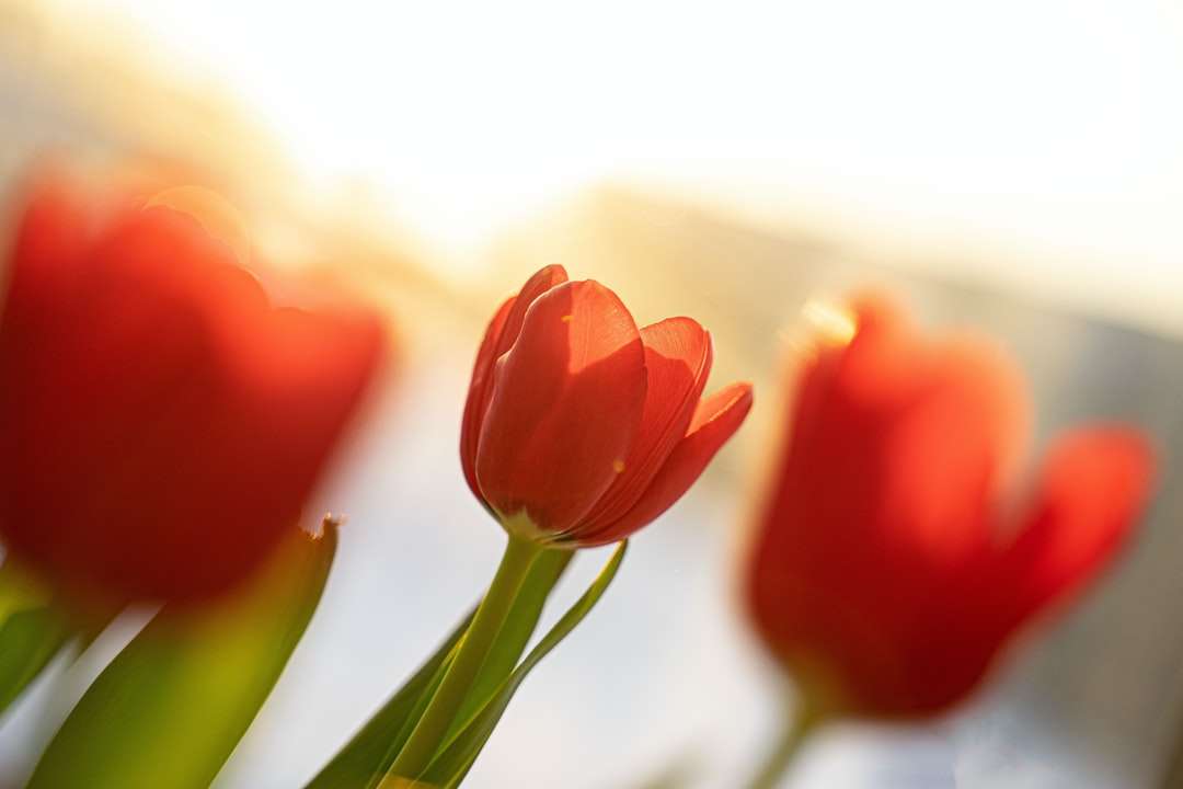 lalele roșii înflorite în timpul zilei puzzle online