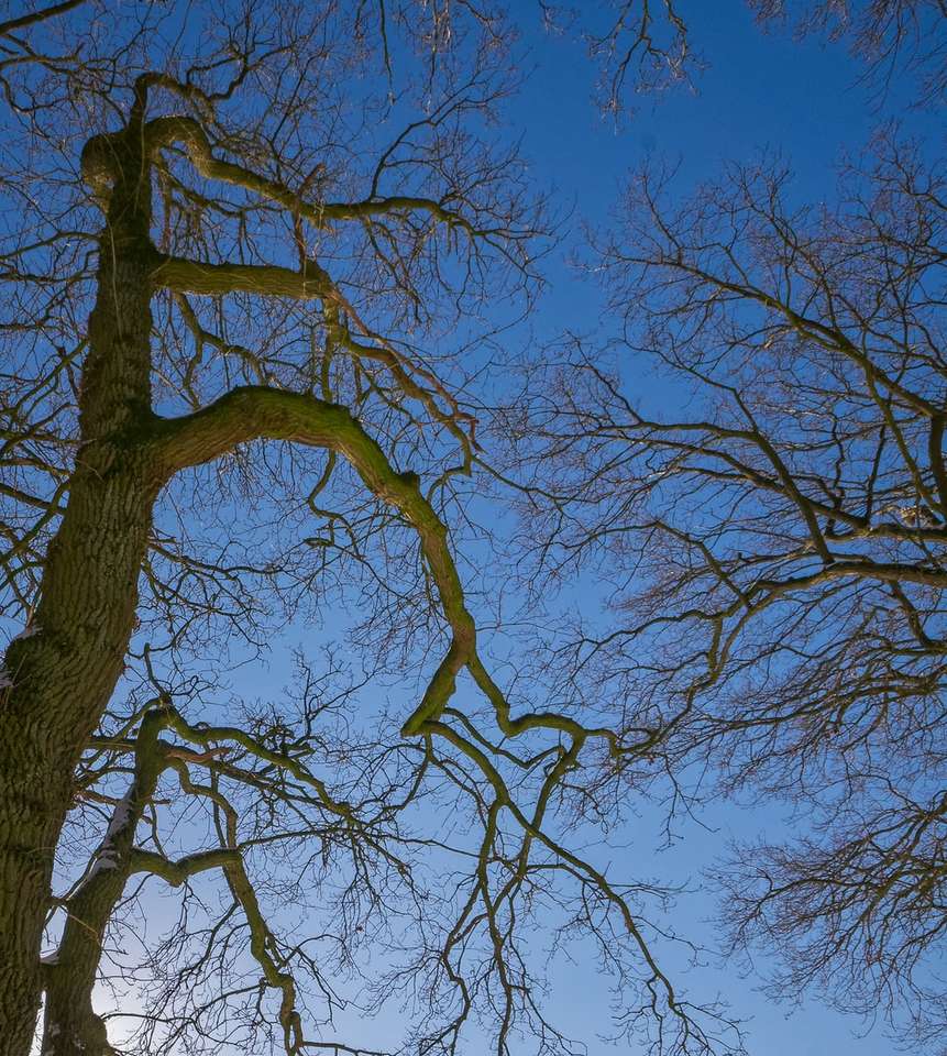 коричневе голе дерево під блакитним небом вдень пазл онлайн