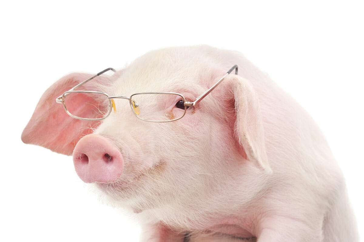 Smart pig online puzzle