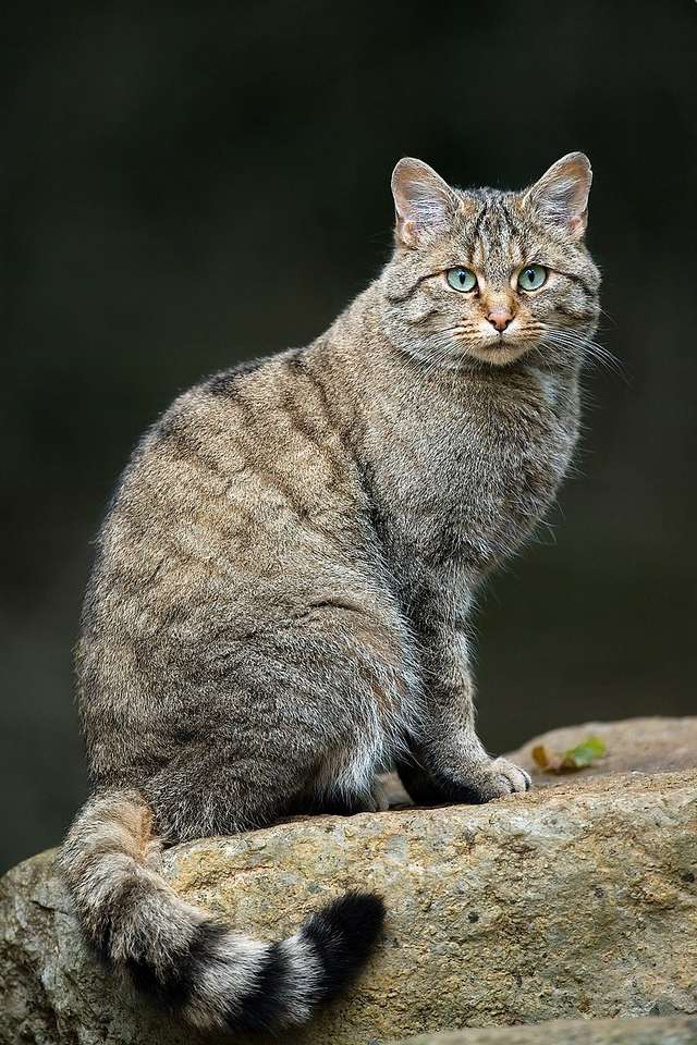Europese wilde kat (ondersoorten) legpuzzel online