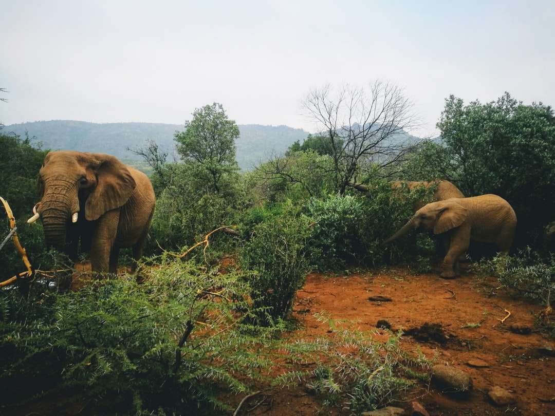 hnědý slon na poli hnědé trávy během dne skládačky online