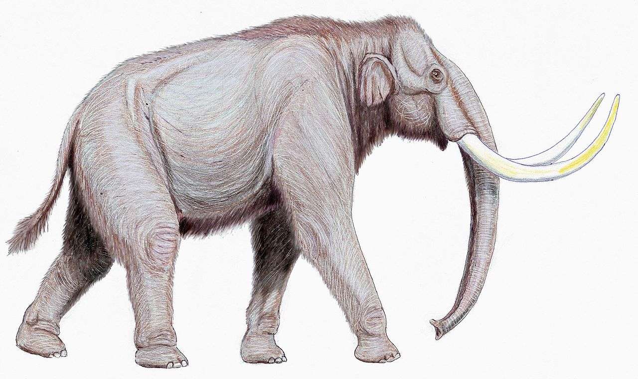Stepní mamut online puzzle