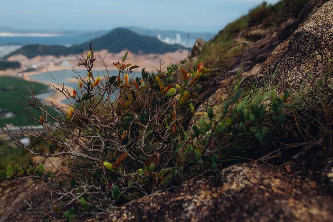 зеленые и коричневые растения на коричневой скалистой горе онлайн-пазл