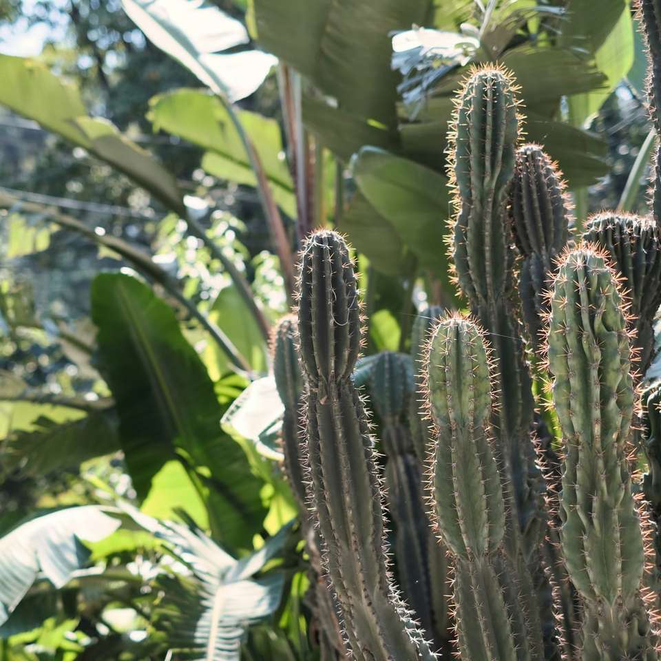 grön kaktusväxt under dagtid pussel på nätet