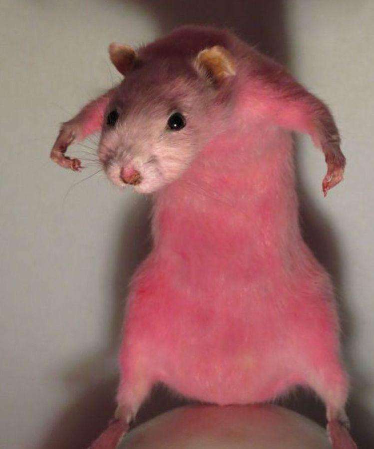 de roze rat xdd legpuzzel online