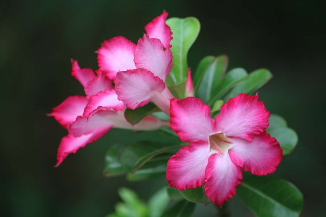 flor rosa en lente de cambio de inclinación rompecabezas en línea