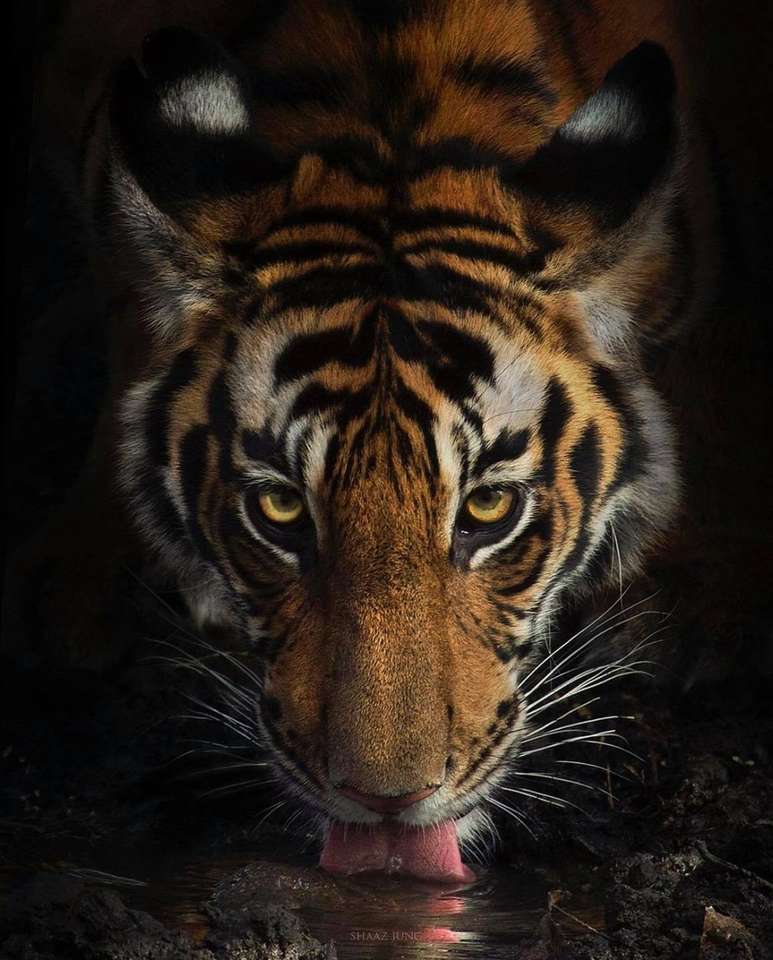 grote kat tijger legpuzzel online