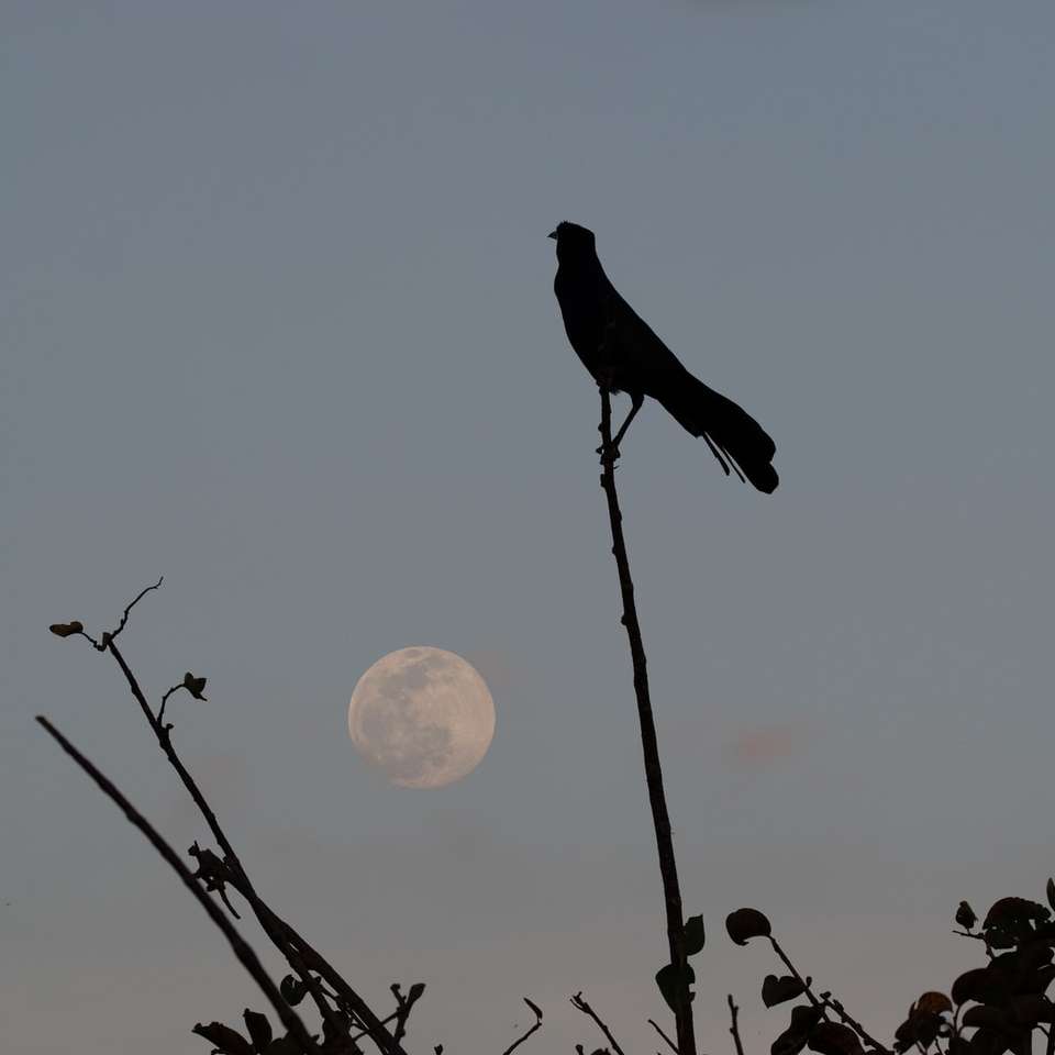 silueta de pájaro en la rama de un árbol durante la puesta de sol rompecabezas en línea