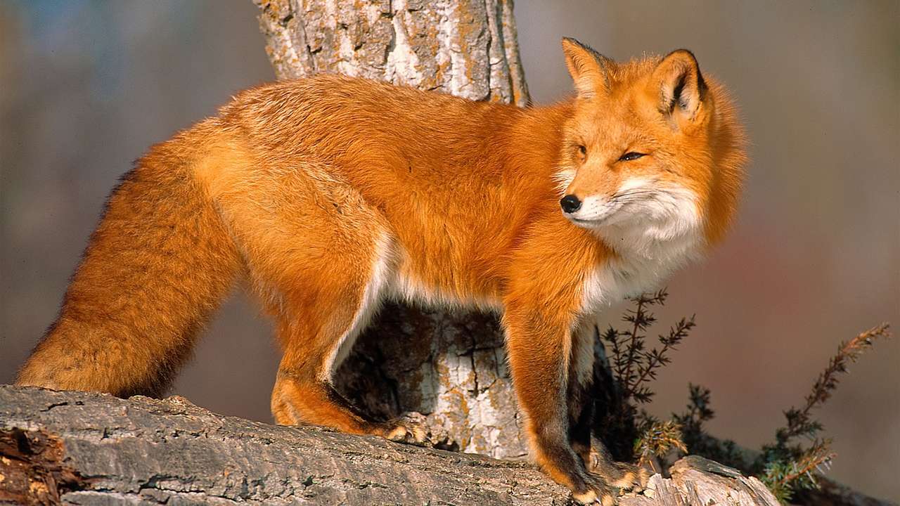 κόκκινη αλεπού παζλ online