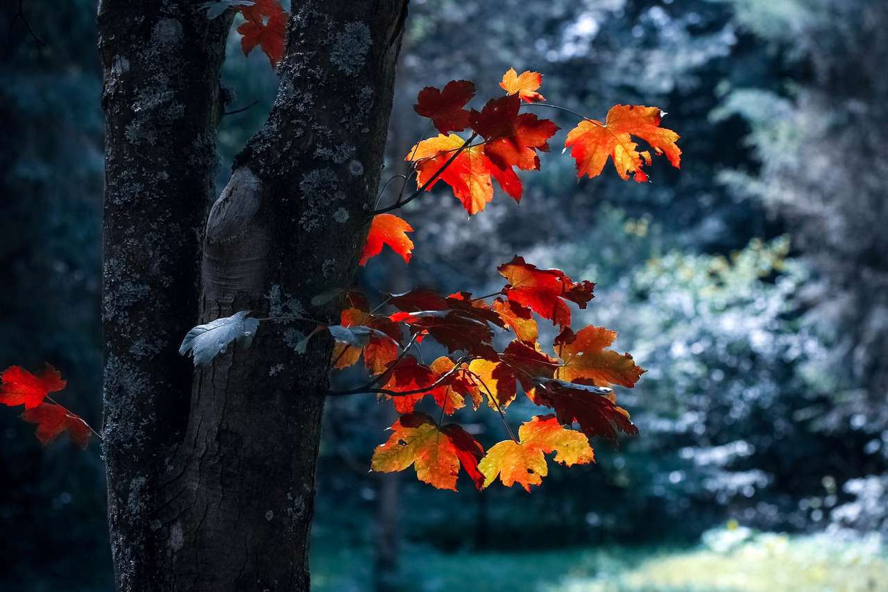 hojas de otoño rompecabezas en línea