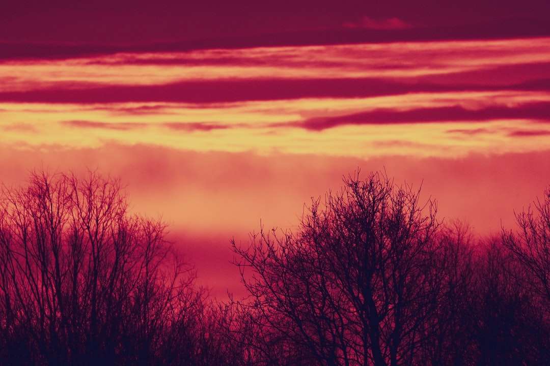 silhouet van bomen tijdens zonsondergang legpuzzel online
