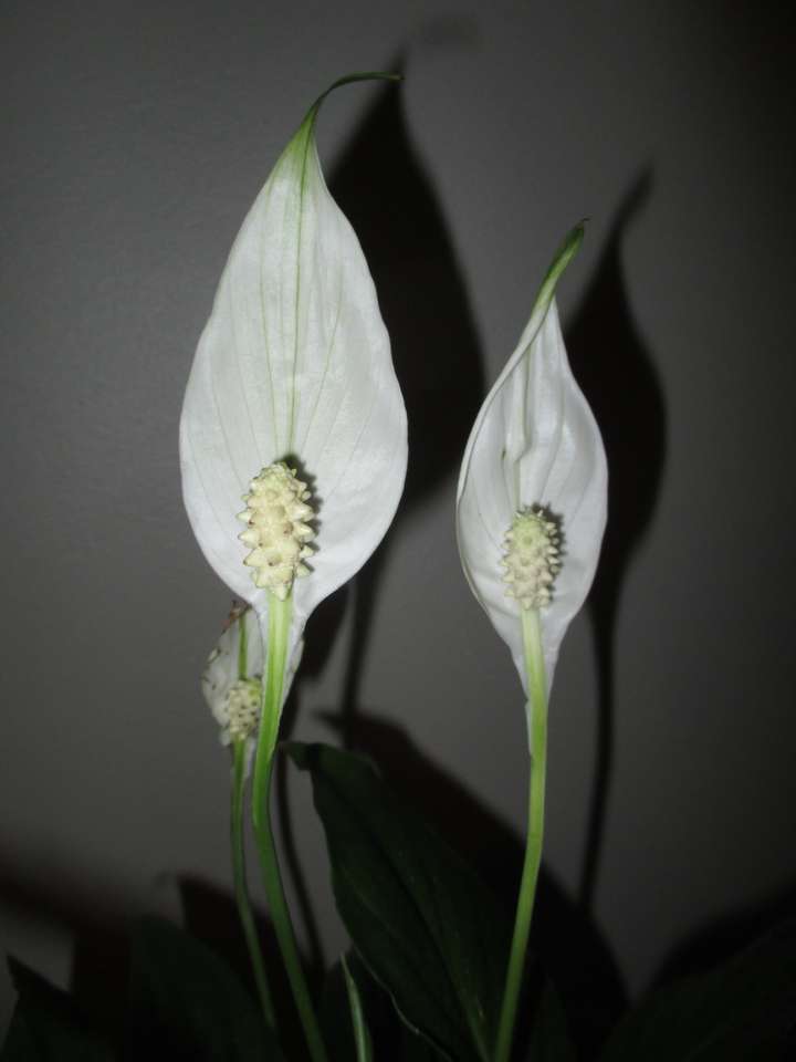 Λευκά λουλούδια παζλ online
