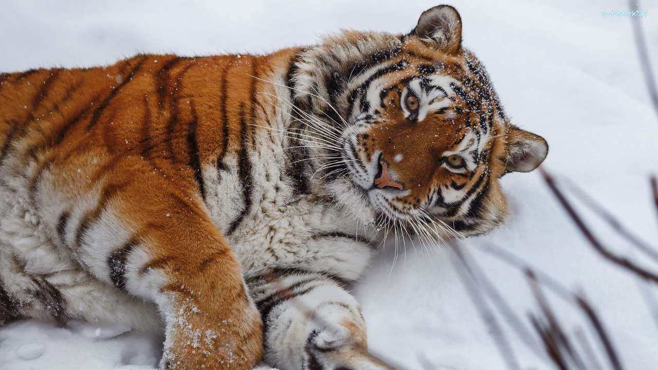 Тигр ... онлайн-пазл