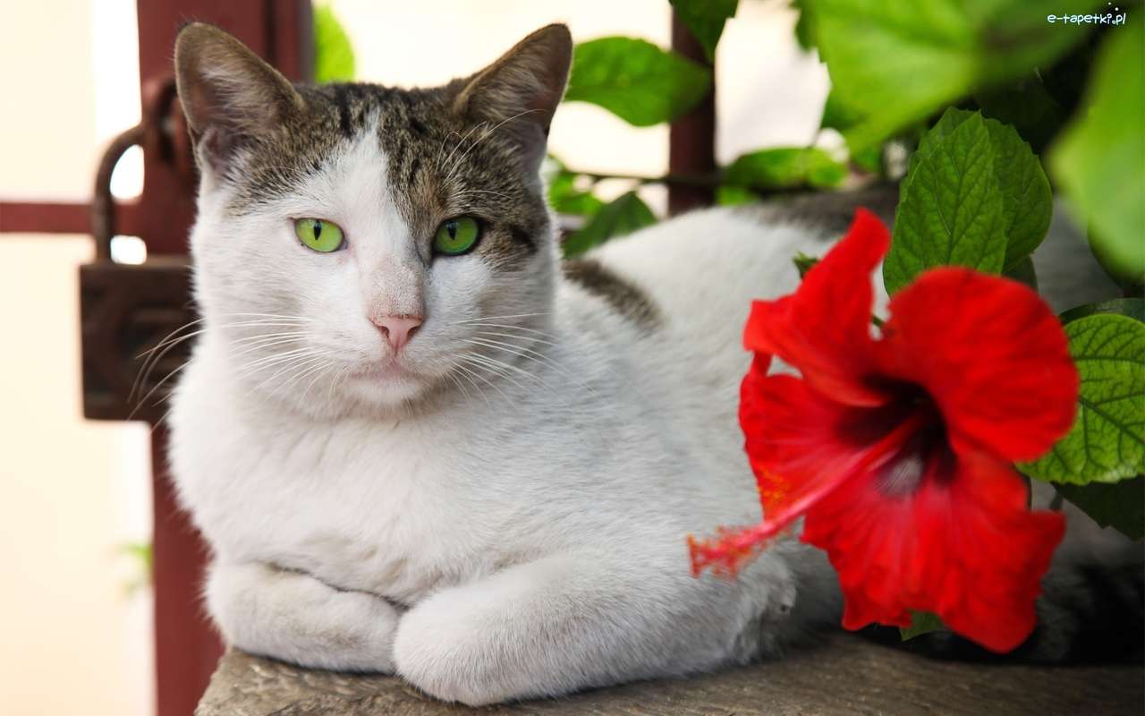kattunge av blomman Pussel online