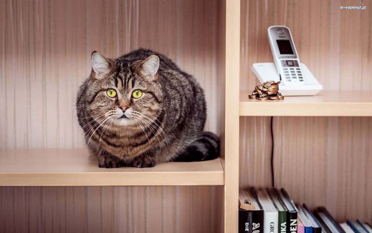 gato sentado en un estante rompecabezas en línea