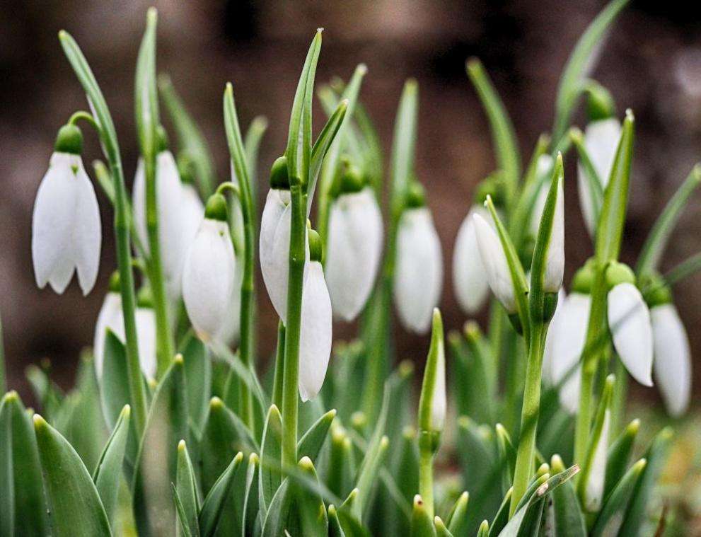 Levskiho oblíbená květina skládačky online