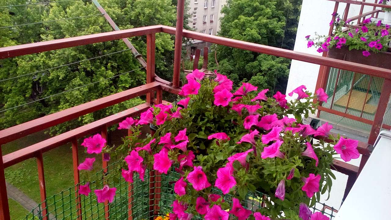 Petunias en el balcón rompecabezas en línea