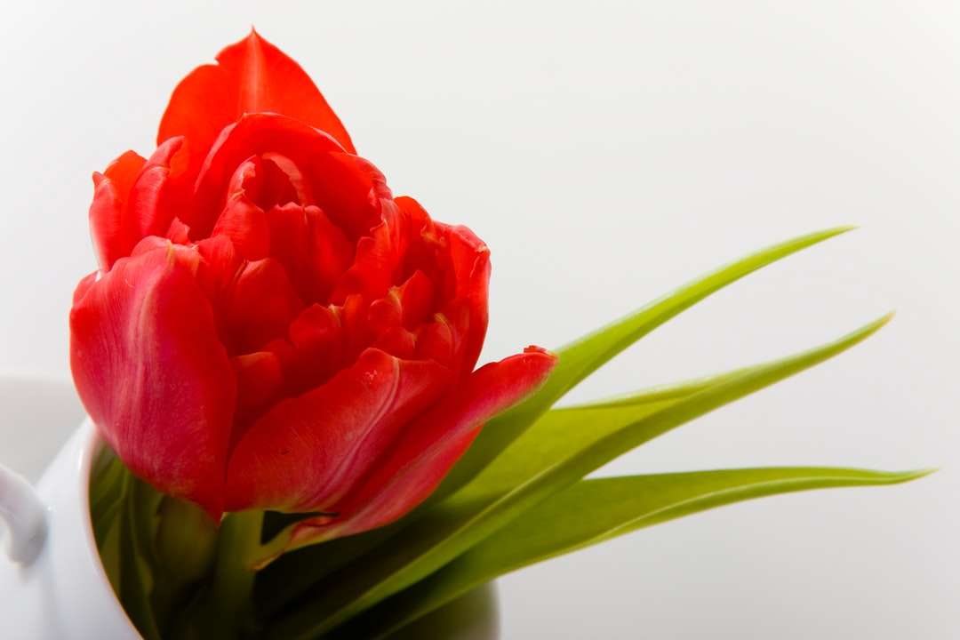 κόκκινο τριαντάφυλλο σε λευκό φόντο online παζλ
