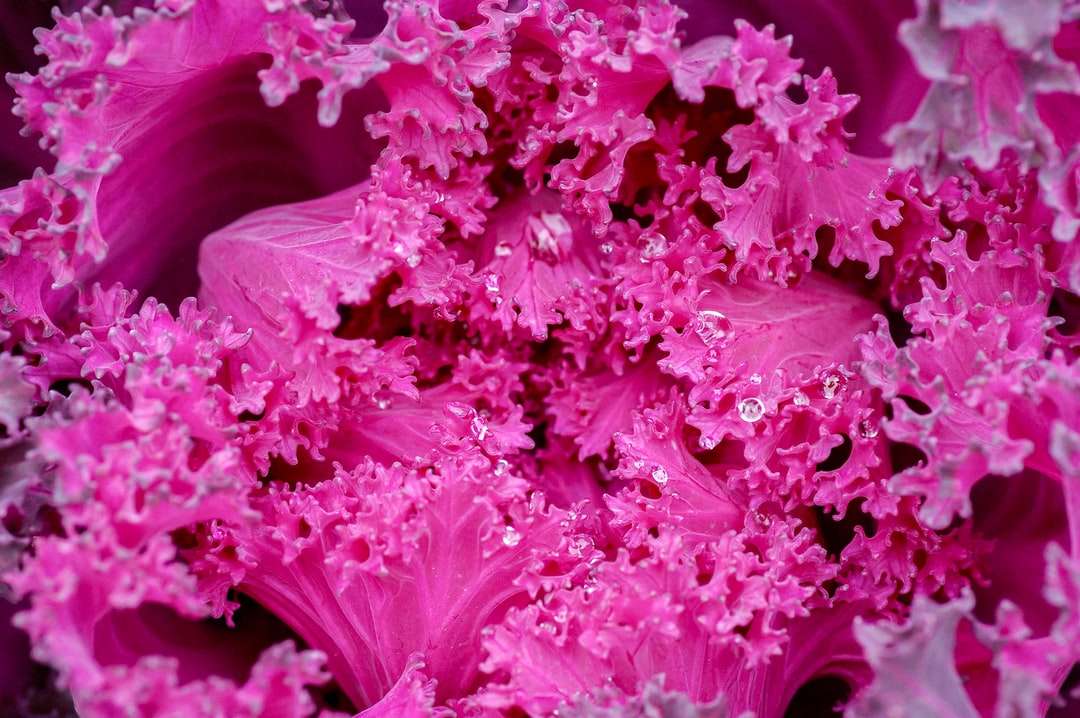 rosa blomma i makrolins pussel på nätet
