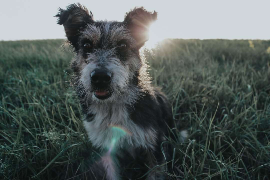Cachorro peludo preto e branco em campo de grama quebra-cabeças online