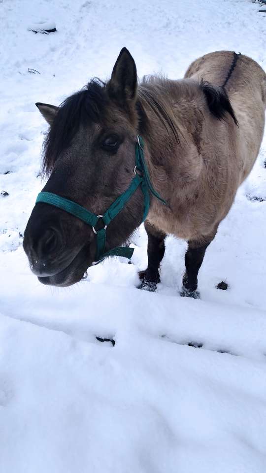 Polsk häst Nomen pussel på nätet